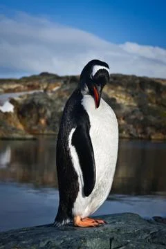 Penguin on the rocks Фото
