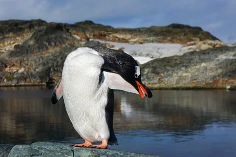 Penguin on the rocks Stock Photos