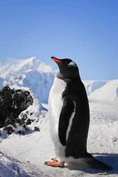 Penguin on the rocks Foto stock