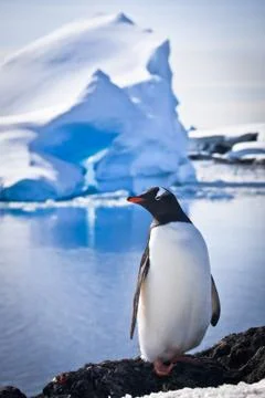 Penguin on the rocks Stockfoto's
