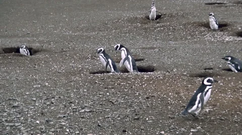 Penguin rookery Video stock 54561678