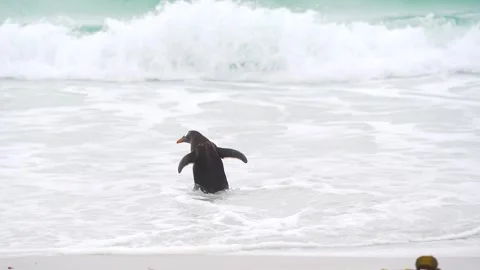 Penguin Runs Slow Motion Into The Ocean Cinematic From Sharp Stock Footage 277918273