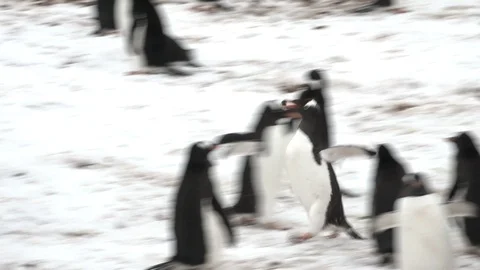 Penguin Runs With Stolen Pebble 스톡 동영상 106936205