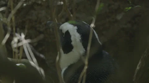 Penguin in the shade Stock Footage 27169299