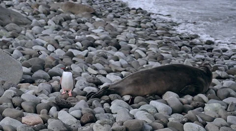 Penguin shakes Stock Footage 51919844