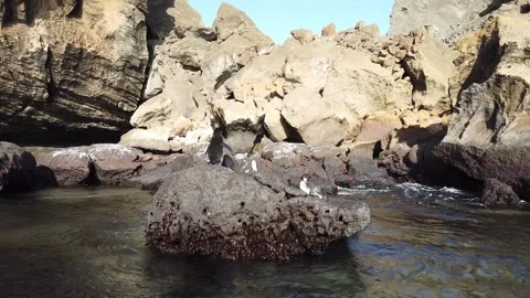 Penguin Shaking And Flapping Wings Bartolome Island Galapagos Stock Footage 253309206