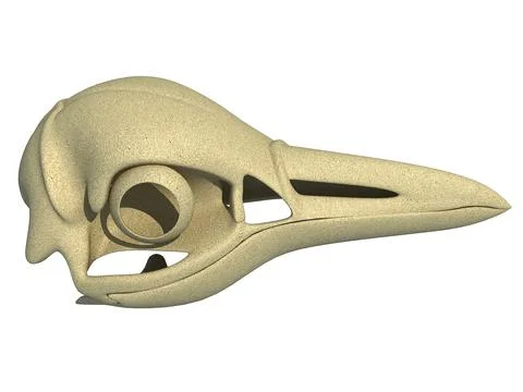 Penguin Skull 3D Model