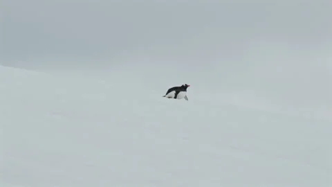 Penguin Sliding Down Snowy Slope Vídeos de archivo 336222015