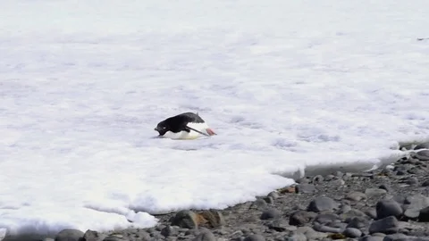 Penguin sliding on its belly through the snow Stock Footage