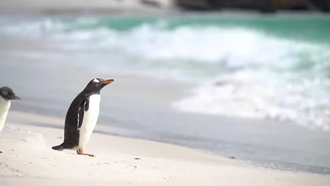 Penguin Slow Motion Cinematic Beach Landscape Stock Footage 277915062