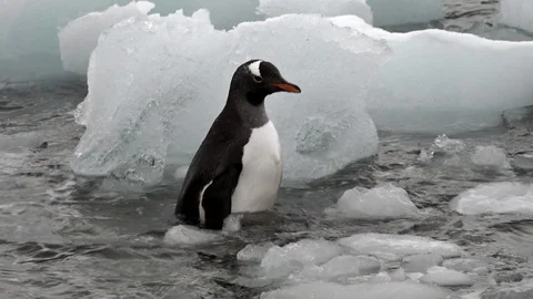 Penguin Splashing Around In Icy Waters 스톡 동영상 106937203