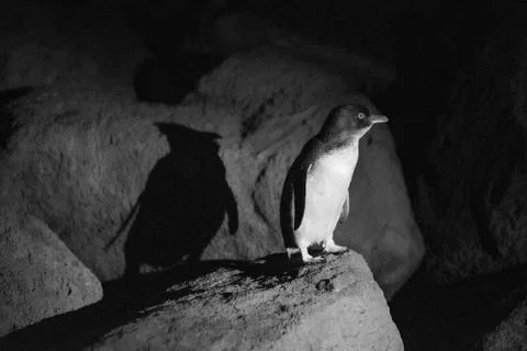 Penguin in spotlight Fotos Stock