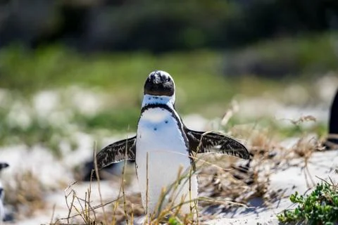 Penguin with spread wings Stock Photos