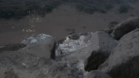 Penguin at st kilda beach evening Stock Footage 169738436
