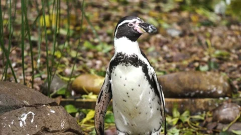 Penguin standing among rocks observing calmly. Bird watching outdoors surrounded Stock Footage 313483023
