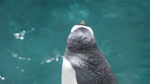 Penguin standing closeup penguin head closeup Video stock 235449828