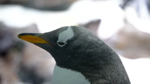 Penguin standing closeup penguin head closeup Stock Footage 235450867
