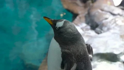 Penguin standing closeup penguin head closeup Video stock 235451022