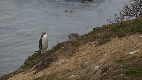 Penguin Standing on Coast 스톡 동영상 101265213