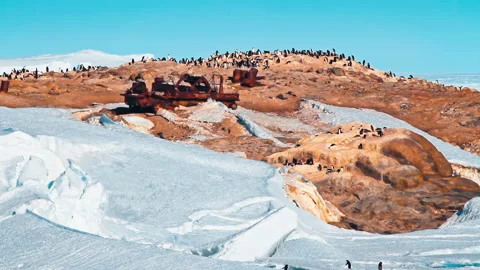 Penguin standing on field 스톡 동영상 98215872