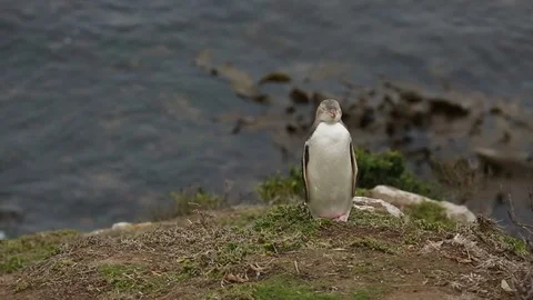 Penguin Standing with Ocean in Background Stock Footage 101265263