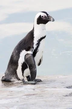 Penguin standing on rock Stock Photos