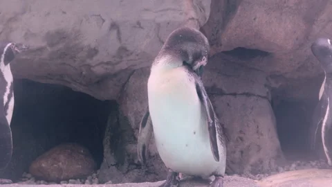 Penguin standing on rocks cleaning itself 4k Stockbeeldmateriaal 342845434
