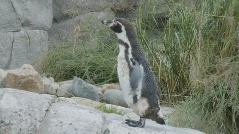 Penguin standing on rocks Stock Footage 112972312