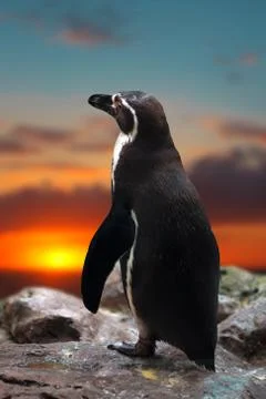 Penguin standing on the rocks Stock Photos
