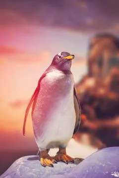 Penguin standing on the rocks Stock Photos