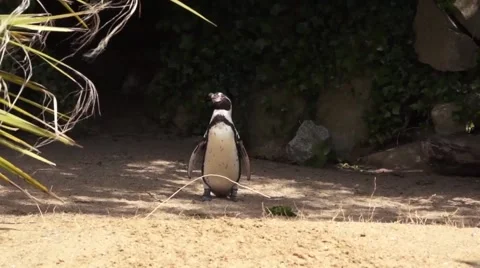 Penguin standing in the sun Stock Footage 50833027
