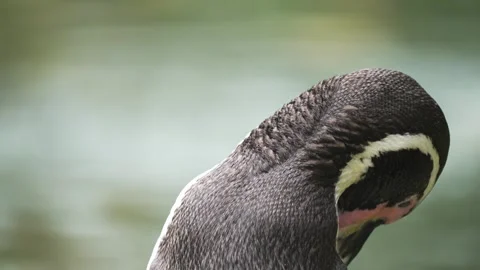 Penguin standing in zoo looking sideways, showing patterned plumage. Bird Stock Footage 301998555