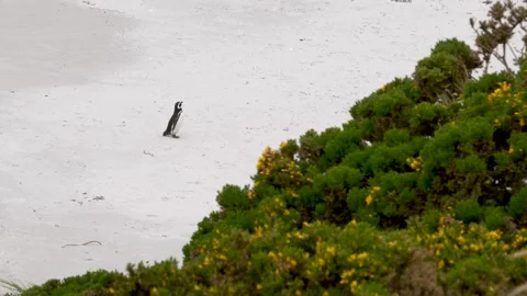 Penguin Stands On Beach Facing Trees Bushes in Falkland Islands Gypsy Cove Stock Footage 277920092