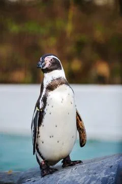 Penguin stands on the stone 写真素材