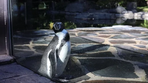 Penguin stands in the zoo Stock Footage 287933166