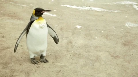Penguin stood in a zoo 動画素材 72672126