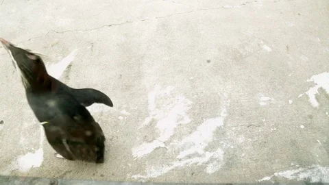 Penguin stood in a zoo looking around at settings. 動画素材 72672216