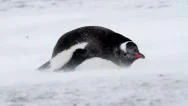 Penguin In The Storm Stock Footage