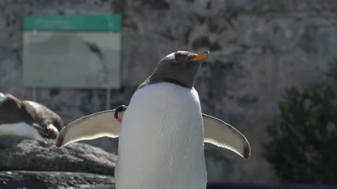 Penguin streaching Stock Footage 99508088