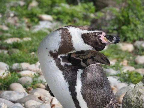 Penguin stretching with head backwards 库存照片