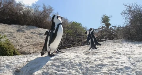 Penguin sunbathing on rock with group in background. Nature and Wildlife. Stock Footage 301551601