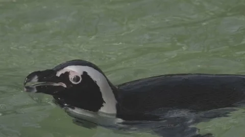 Penguin swiming Stock Footage 195248610