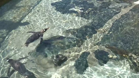 Penguin swimming Stock Footage 99508383