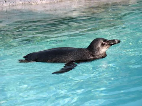 Penguin Swimming Stock Photos