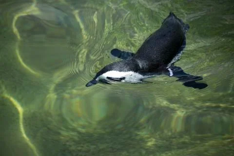 Penguin swimming Stock Photos