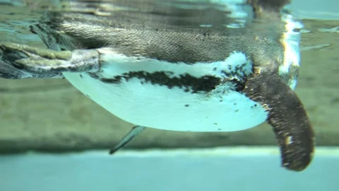 Penguin is swimming in a pool Stock Footage 304564248