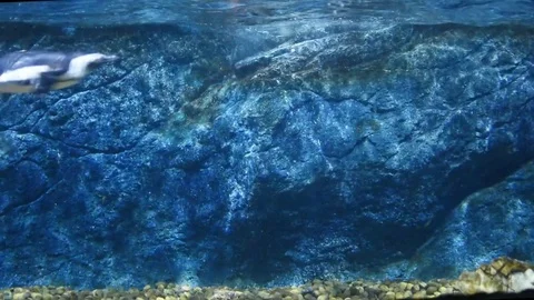 Penguin Swimming underwater Stock Footage 83484748