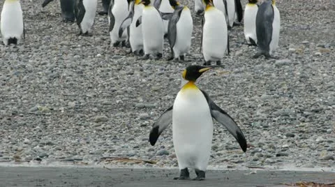 Penguin takes deep breath Stock Footage 12462065