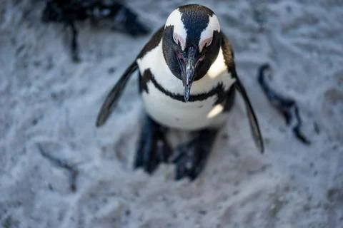 Penguin from the top Stock Photos