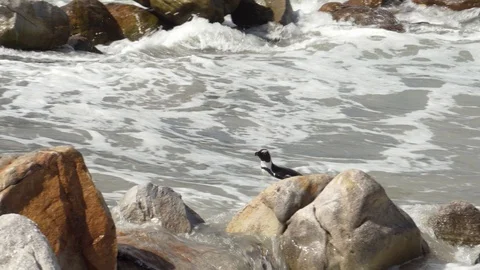 Penguin trying to get on the beach and is washed away by the surge Stock Footage 111275442